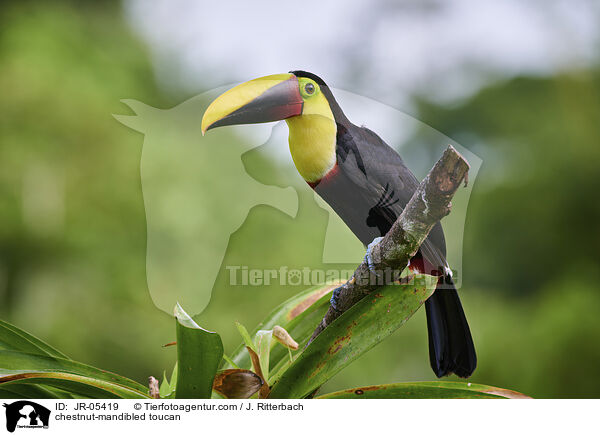 chestnut-mandibled toucan / JR-05419