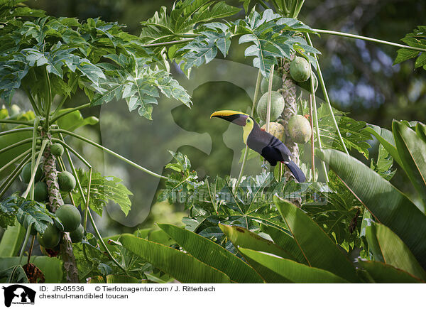chestnut-mandibled toucan / JR-05536