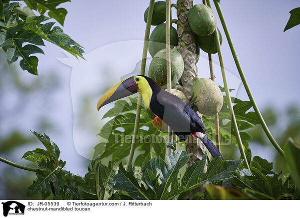Swainson-Tukan / chestnut-mandibled toucan / JR-05539