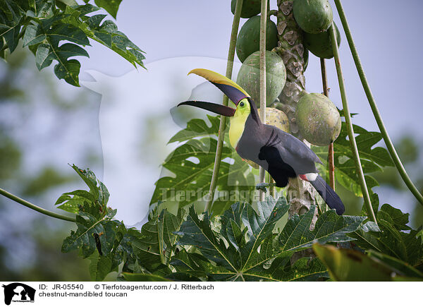 chestnut-mandibled toucan / JR-05540