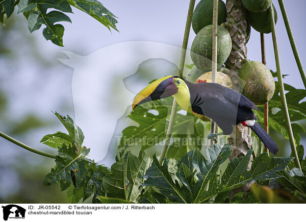 chestnut-mandibled toucan / JR-05542