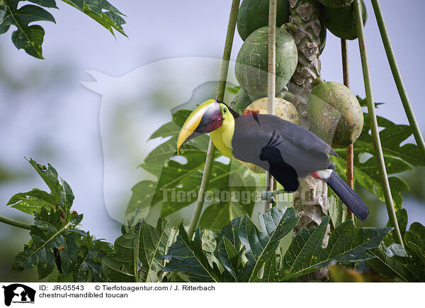 chestnut-mandibled toucan / JR-05543