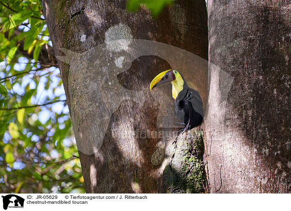 chestnut-mandibled toucan / JR-05629