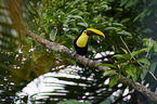 chestnut-mandibled toucan