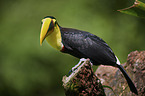 chestnut-mandibled toucan