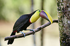 chestnut-mandibled toucan