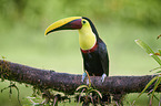 chestnut-mandibled toucan