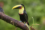 chestnut-mandibled toucan