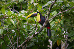 chestnut-mandibled toucan