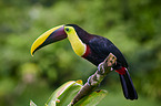 chestnut-mandibled toucan