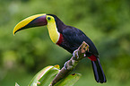 chestnut-mandibled toucan