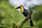 chestnut-mandibled toucan