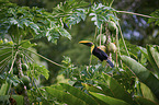 chestnut-mandibled toucan