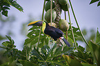 chestnut-mandibled toucan