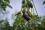 chestnut-mandibled toucan