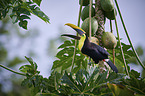 chestnut-mandibled toucan