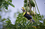 chestnut-mandibled toucan