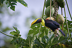 chestnut-mandibled toucan