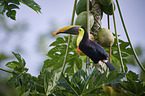 chestnut-mandibled toucan