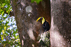 chestnut-mandibled toucan