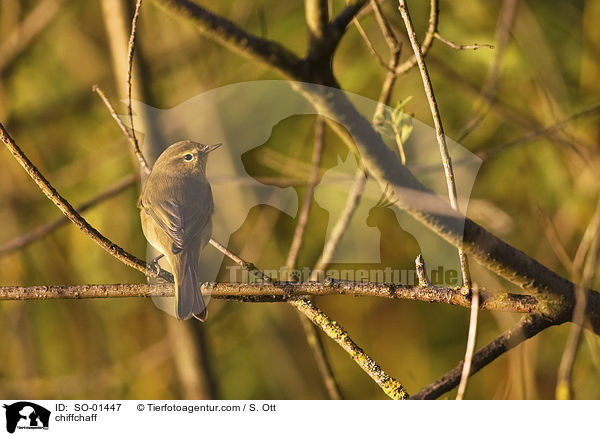 chiffchaff / SO-01447