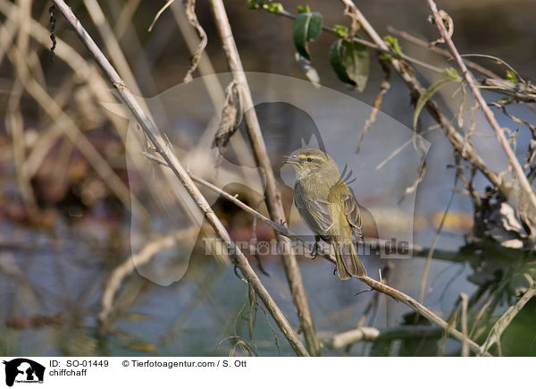 Zilpzalp / chiffchaff / SO-01449