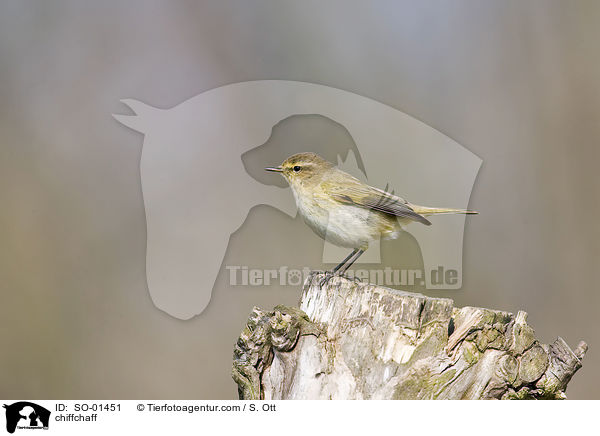 chiffchaff / SO-01451