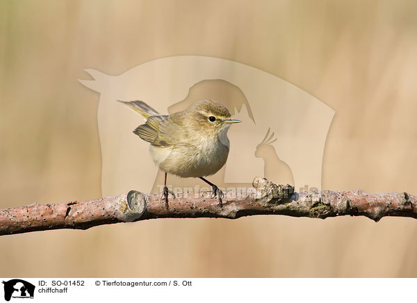 Zilpzalp / chiffchaff / SO-01452