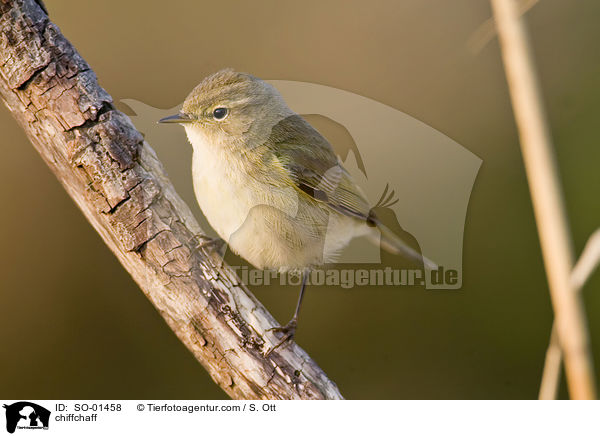 chiffchaff / SO-01458