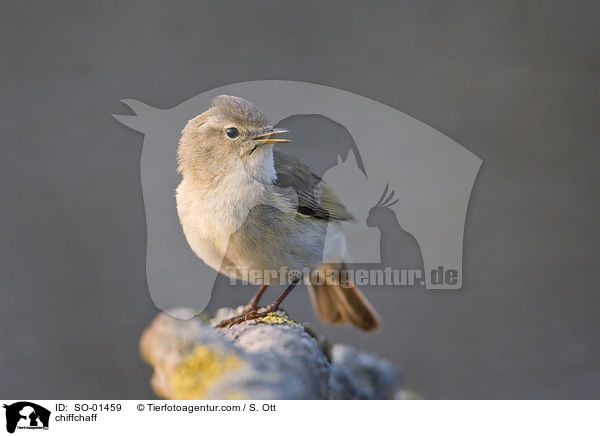 chiffchaff / SO-01459