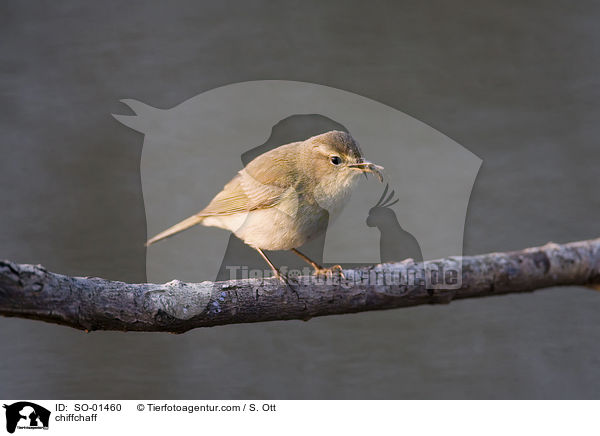 Zilpzalp / chiffchaff / SO-01460