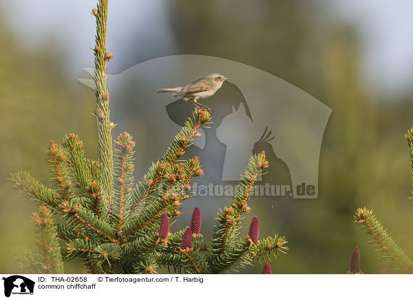 common chiffchaff / THA-02658