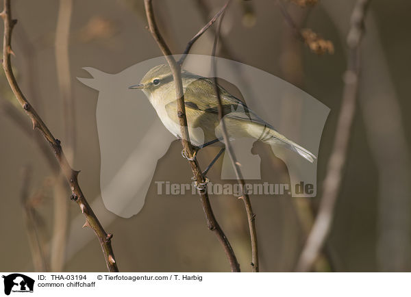 common chiffchaff / THA-03194