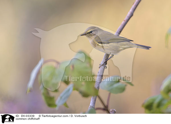 common chiffchaff / DV-03339