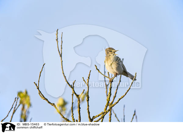 Zilpzalp / common chiffchaff / MBS-15463