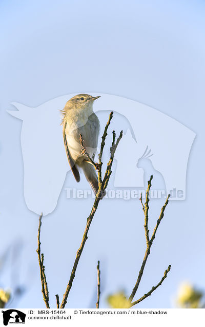common chiffchaff / MBS-15464