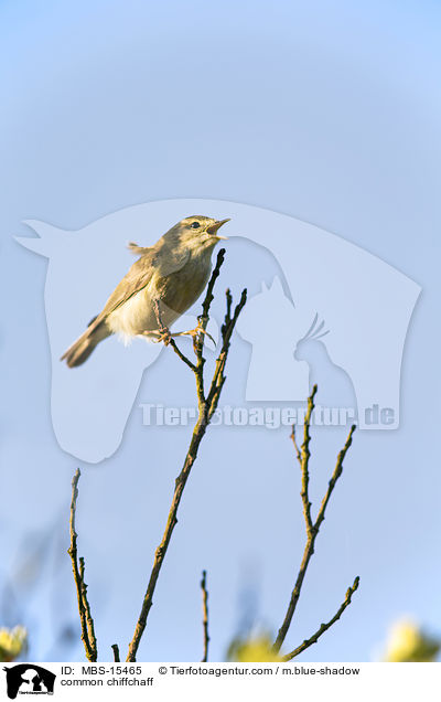 common chiffchaff / MBS-15465