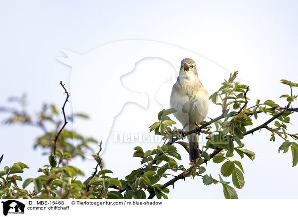 common chiffchaff / MBS-15468