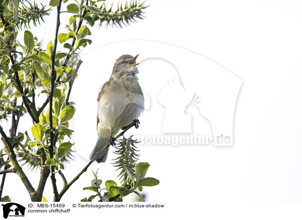 common chiffchaff / MBS-15469