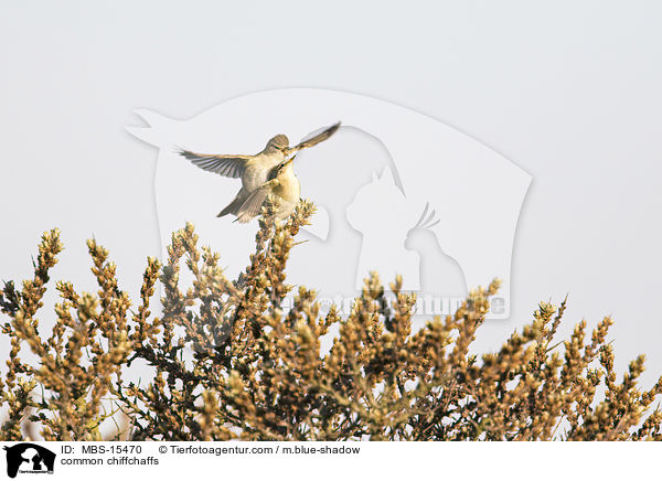 Zilpzalp / common chiffchaffs / MBS-15470