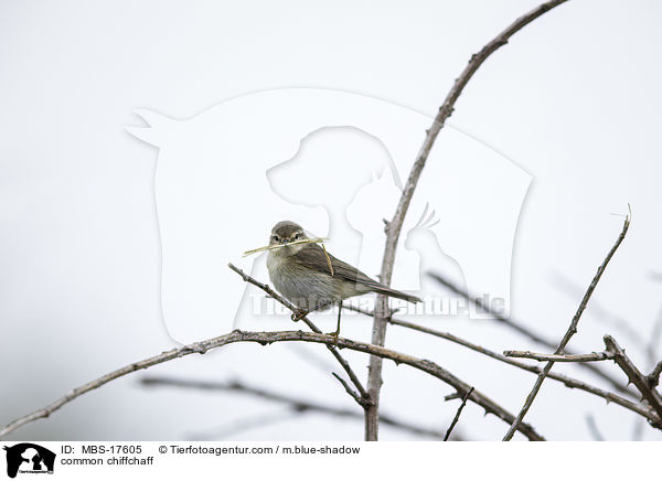 common chiffchaff / MBS-17605