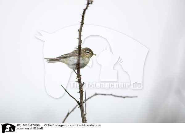 common chiffchaff / MBS-17606
