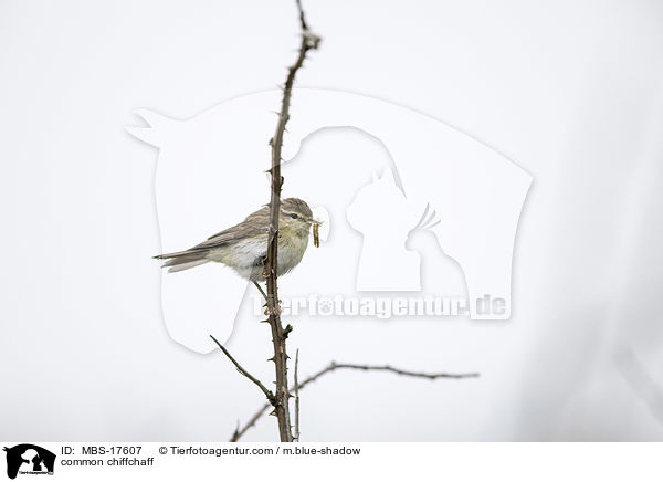 common chiffchaff / MBS-17607