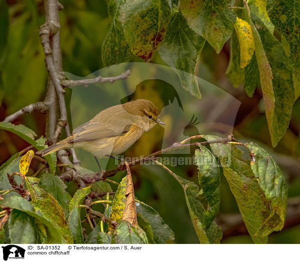 Zilpzalp / common chiffchaff / SA-01352