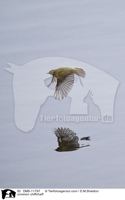 Zilpzalp / common chiffchaff / DMS-11797