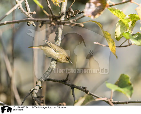 Zilpzalp / chiffchaff / SA-01734