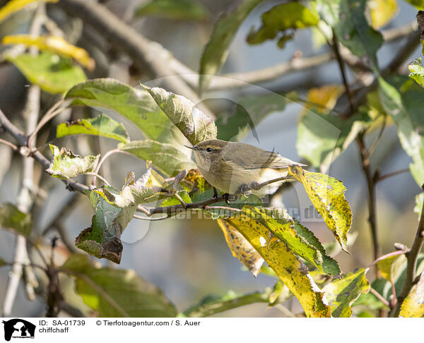 Zilpzalp / chiffchaff / SA-01739