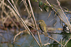 chiffchaff