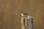 chiffchaff