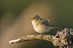 chiffchaff